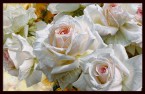 Постер под холст Белые розы 30*40см - Арт-Декор. Продажа художественных изделий оптом и розницу