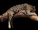 Декобокс Леопард  30*40 см (с поталью) - Арт-Декор. Продажа художественных изделий оптом и розницу
