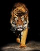 Декобокс  Тигр 30,5*40,5 см (с поталью) - Арт-Декор. Продажа художественных изделий оптом и розницу