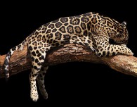 Декобокс Леопард  30,5*40,5 см (с поталью) - Арт-Декор. Продажа художественных изделий оптом и розницу