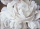 Декобокс  Белоснежный пион 60*90 см (с поталью) - Арт-Декор. Продажа художественных изделий оптом и розницу