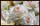 Постер под холст Белые розы 50*70см  - Арт-Декор. Продажа художественных изделий оптом и розницу