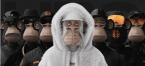 Декобокс. Банда обезьян 40*80 - Арт-Декор. Продажа художественных изделий оптом и розницу