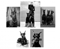 Комплект Доберманы из 5 картин с поталью - Арт-Декор. Продажа художественных изделий оптом и розницу