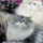 Декобокс. Коты 3  25*25 см - Арт-Декор. Продажа художественных изделий оптом и розницу